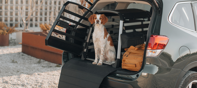 Dog crate buying guide step image